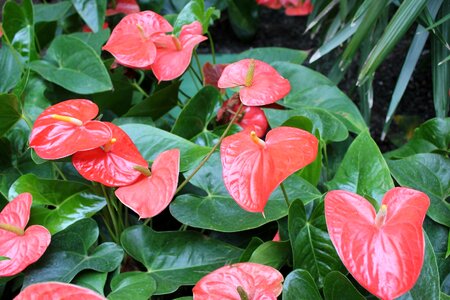 Nature floral plant