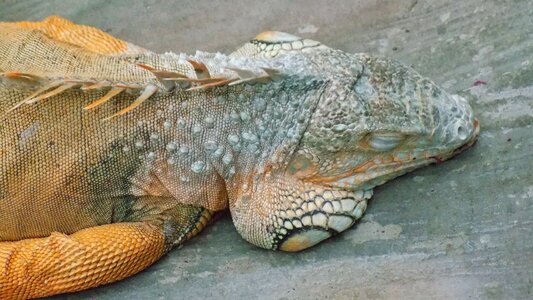 Animal reptile zoo