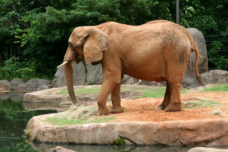 Animal safari african