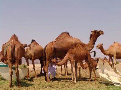 Camel saudi arabia the conditions of the pact photo