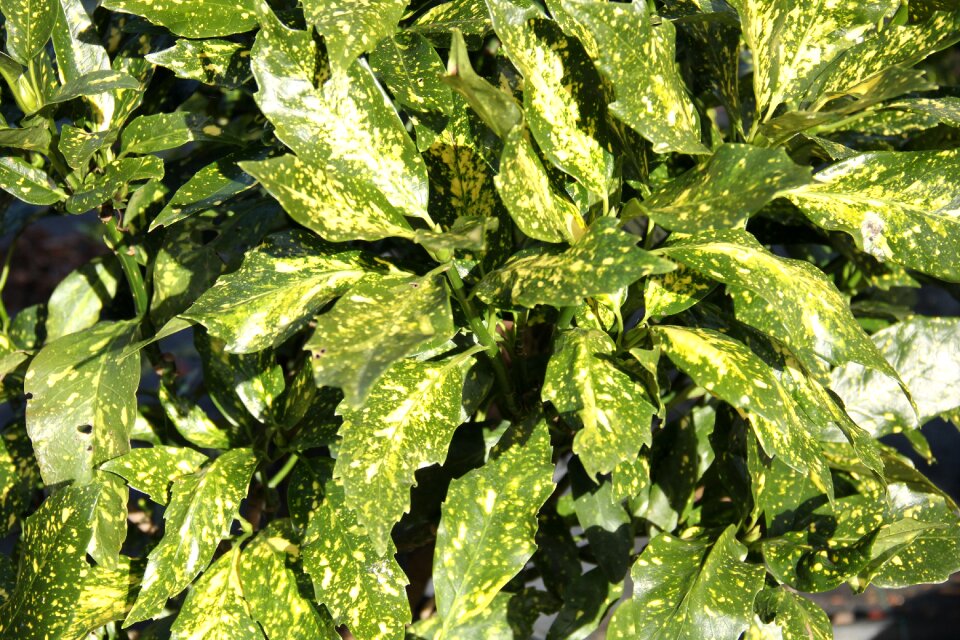 Colorful leaf gardening