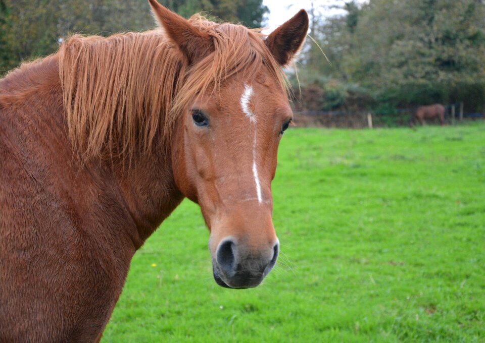 Mane brown horseback riding portrait