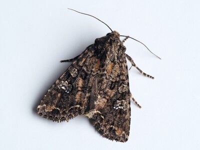 Moth bug summer