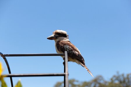 Wildlife native feather photo