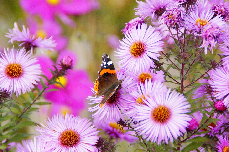 Admiral butterfly flowers
