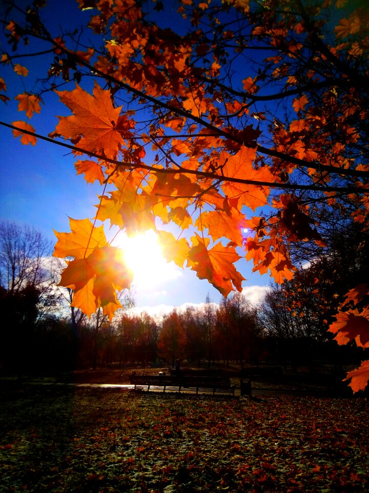 Maple nature golden autumn
