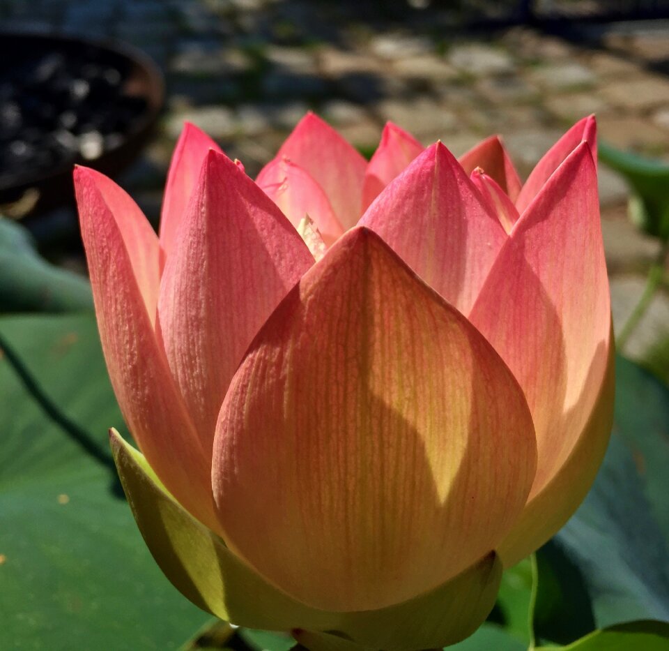 Bloom lotus blossom aquatic plant