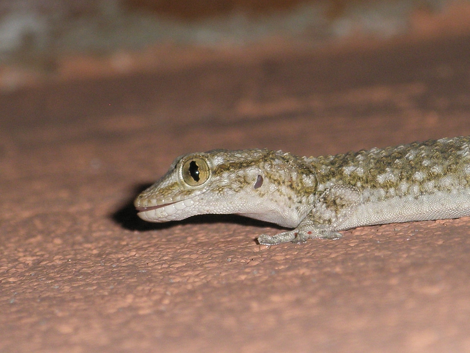 Santarrostro nature lizards