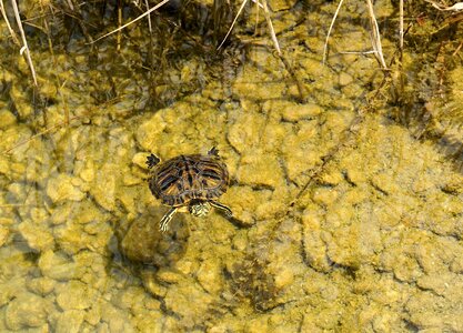 Panzer animal water turtle photo