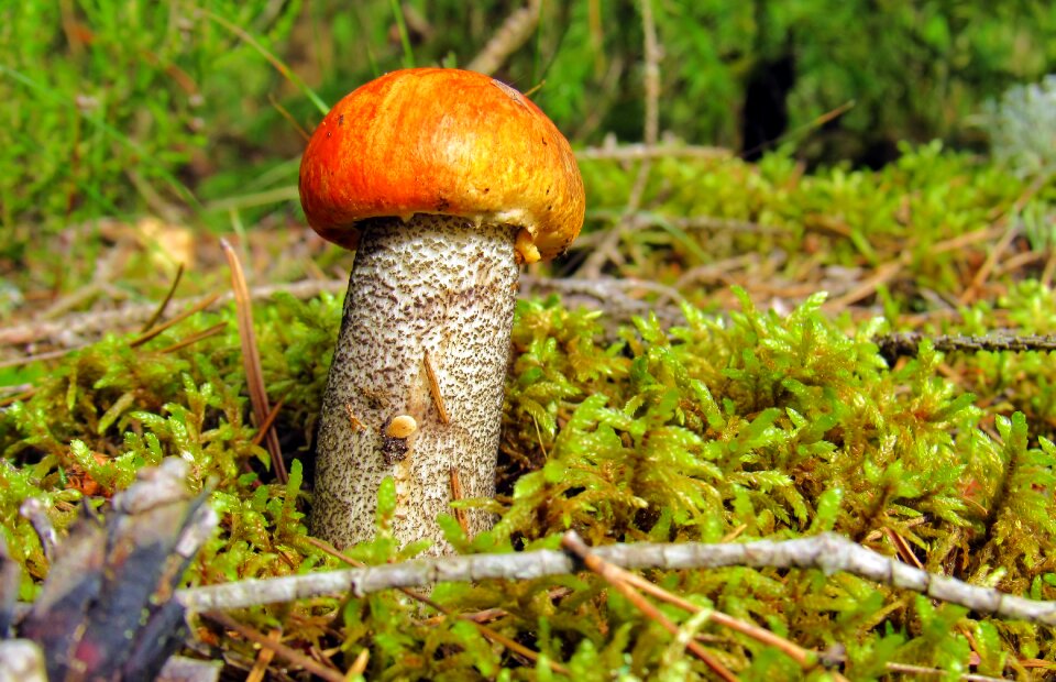 Edible mushrooms orange rough boletus