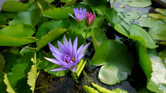 Sacred lotus water plant photo