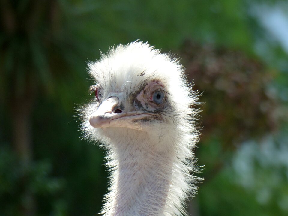 Fauna wild beak