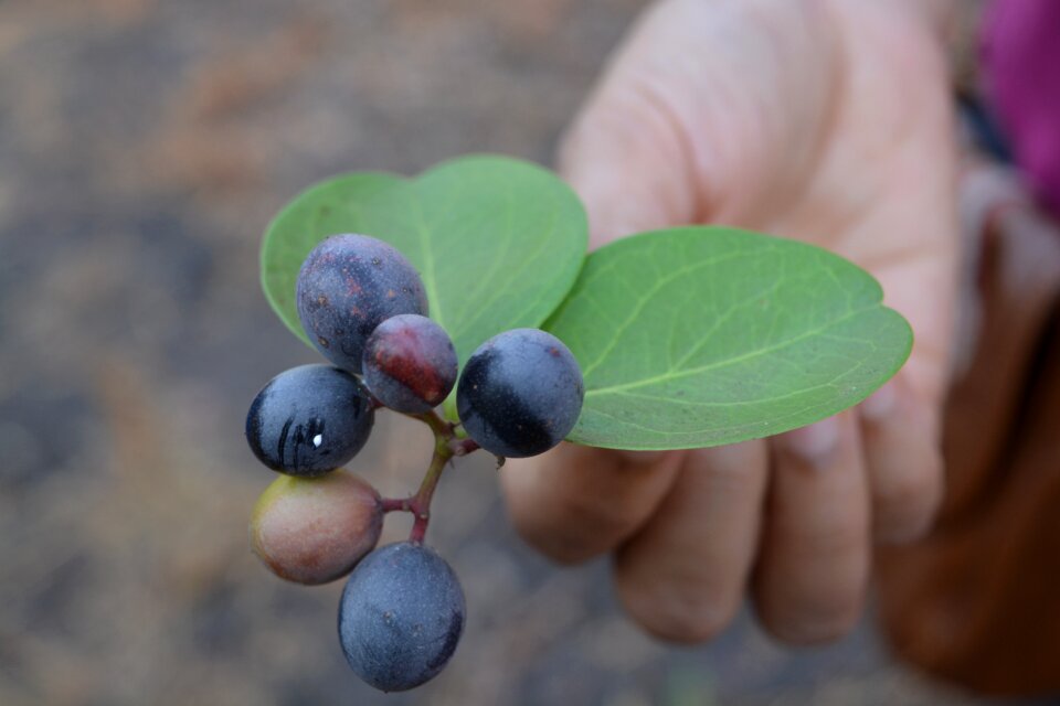 Forest fun fruits