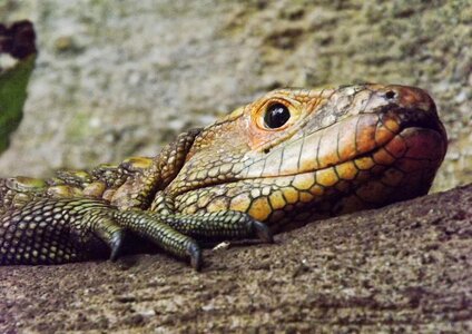 Agama animal the prehistoric photo