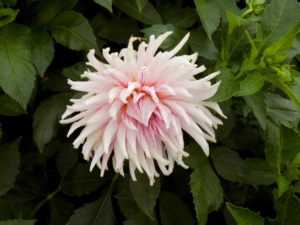Dahlia flower plant