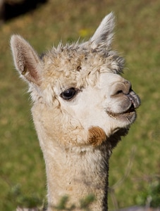 Livestock wool face