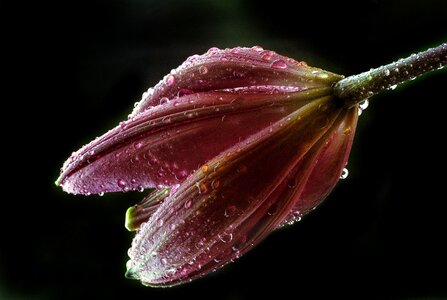 Water drops nature