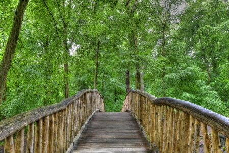 Forest wood germany
