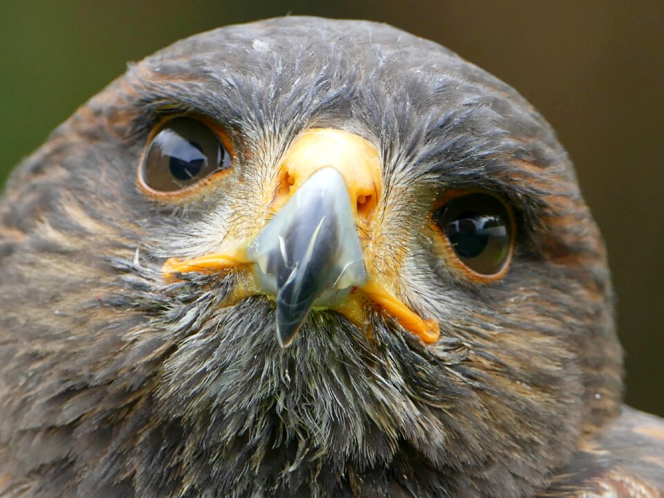 Falconry bird of prey wild animal