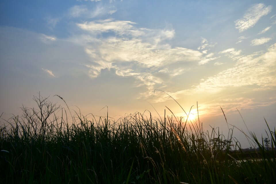 Grass reeds lakeside