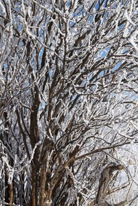 Winter nature