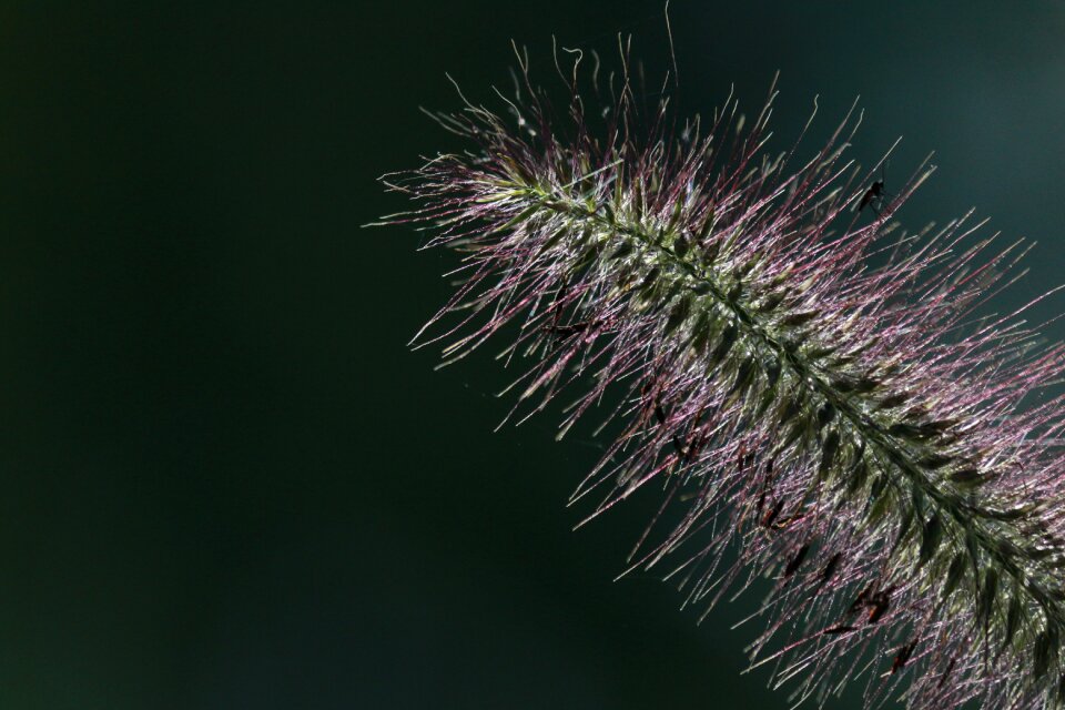 Hairs alpine plant bloom photo