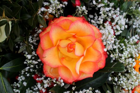 Rose orange photo