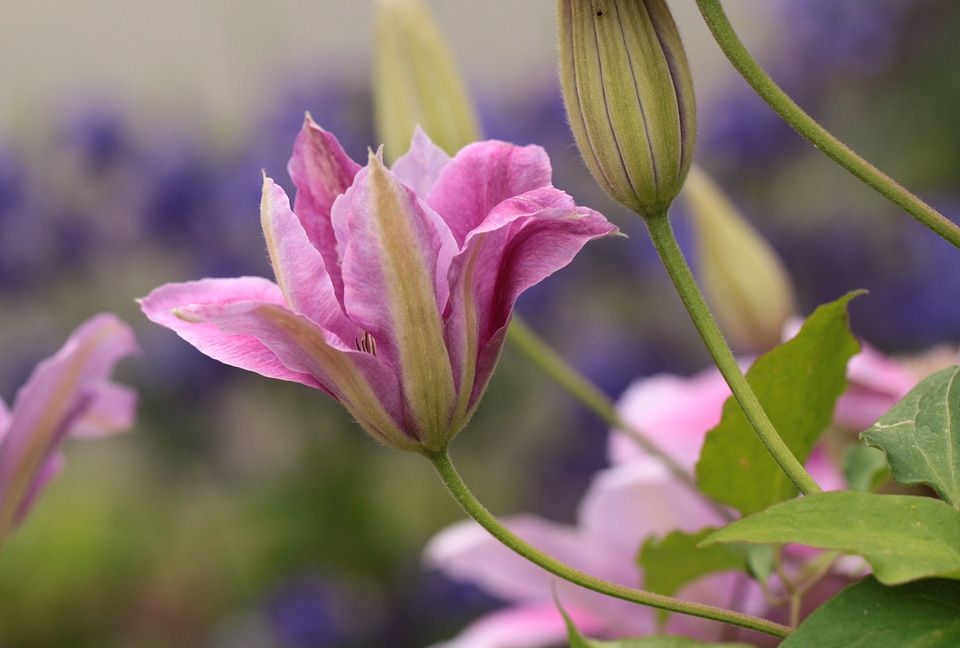 Bloom flowers flower