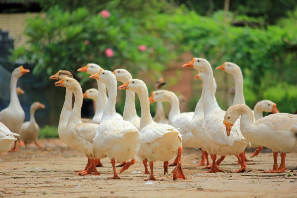 Animals birds india photo