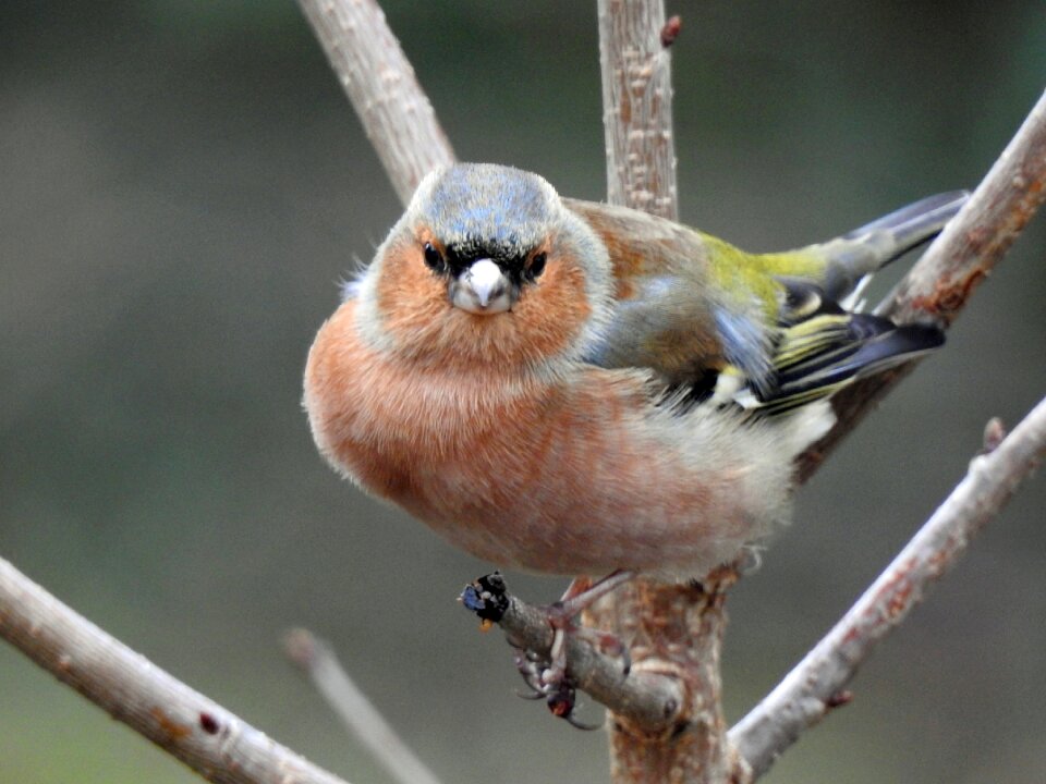 Nature garden ornithology