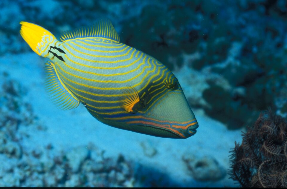Vacations atoll underwater