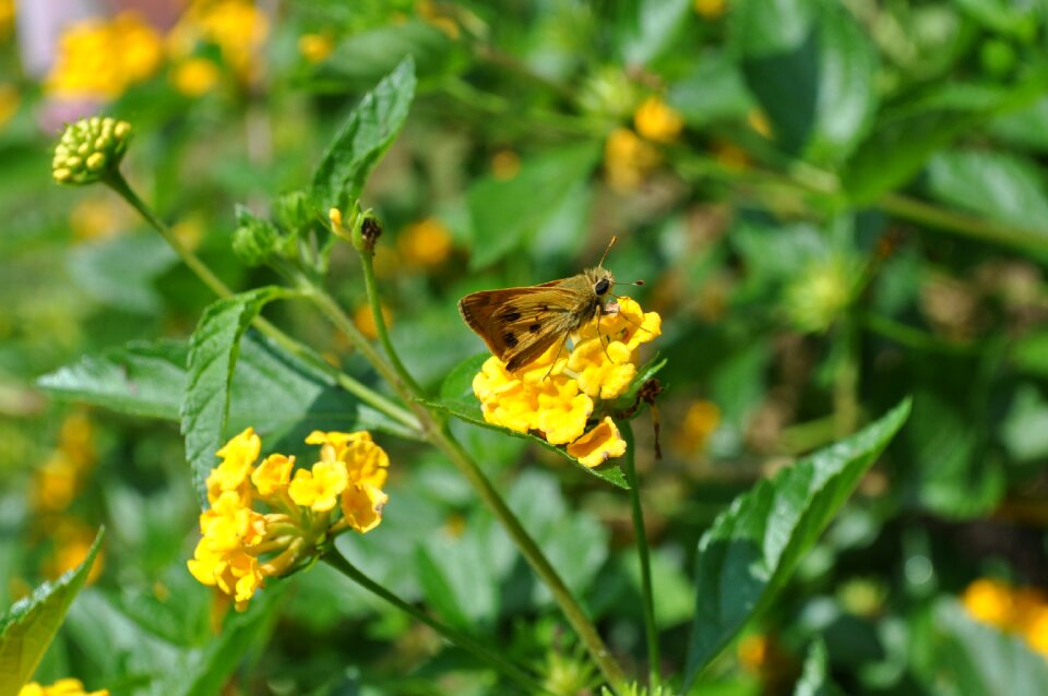 Yellow colorful life
