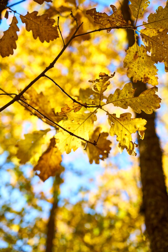 Nature beautiful background