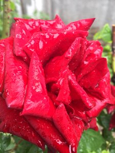 Rose after the rain red