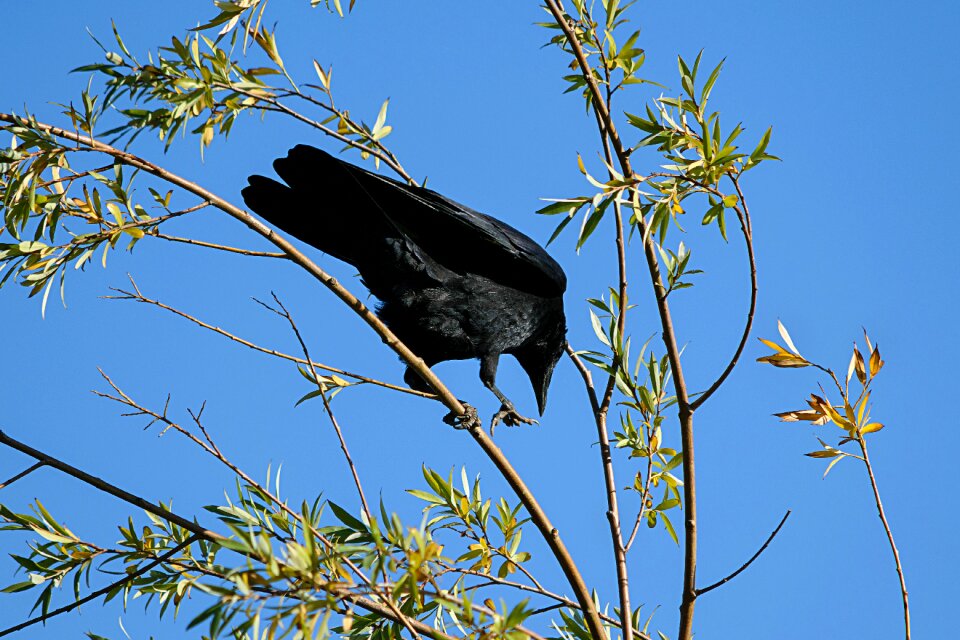 Feather animal world bill photo