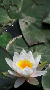 Underwater plants pond flowers