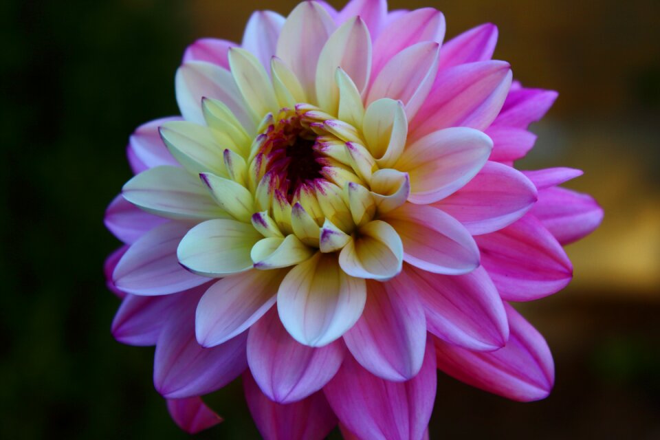 Nature summer blossom