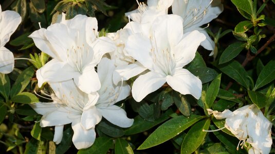 Nature white flowers