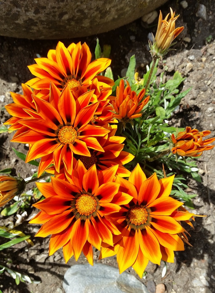 Flora garden blossom