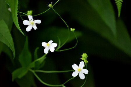 The petals wildflower flowers