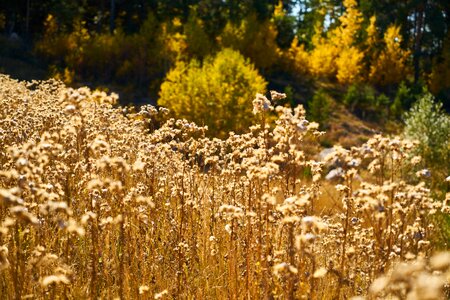 Dea yellow nature