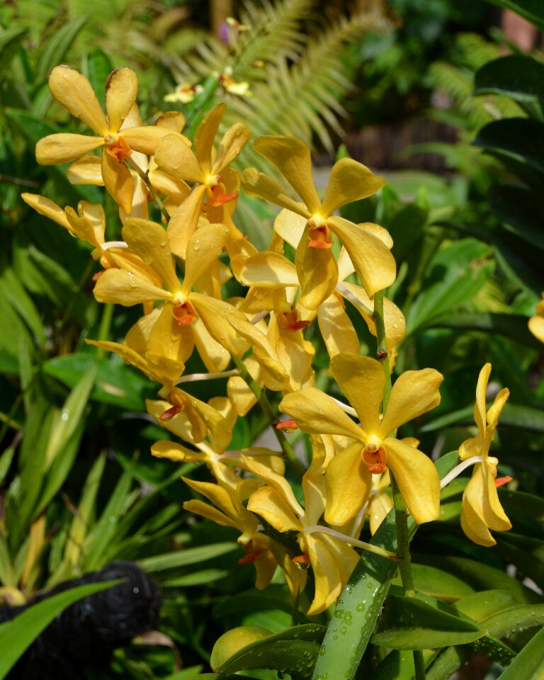 Flower nature orchid
