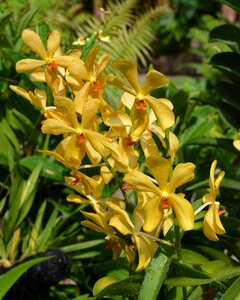 Flower nature orchid