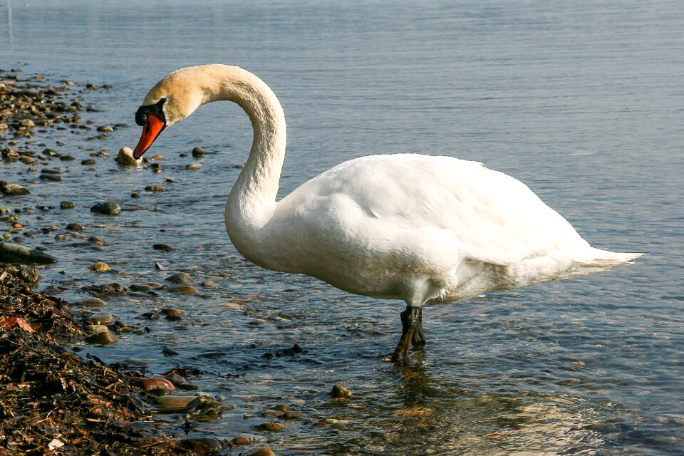 Bank lake water bird