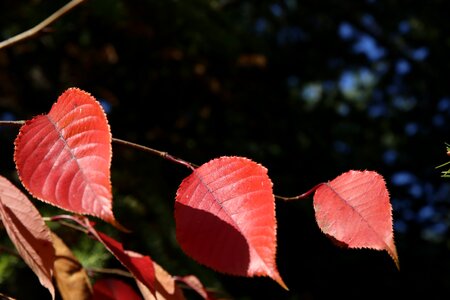 Leaf autumn leaves nature photo