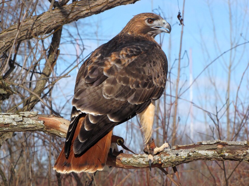 Wildlife hunter raptor