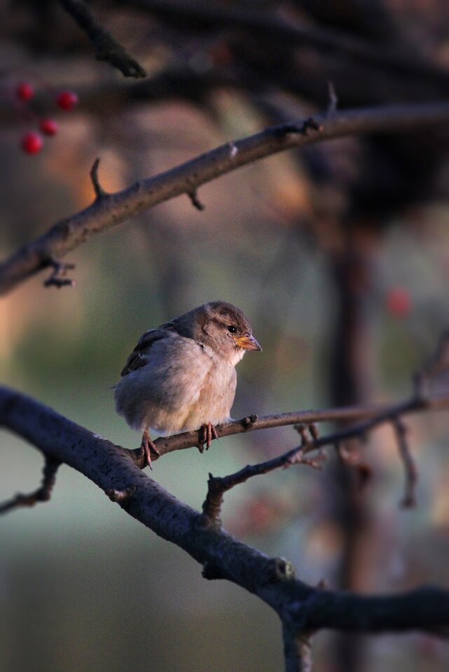 Nature birds feathered race