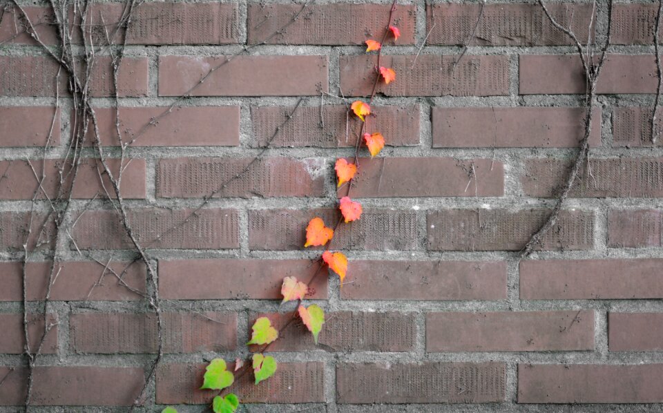 Ivy clamberer creeper