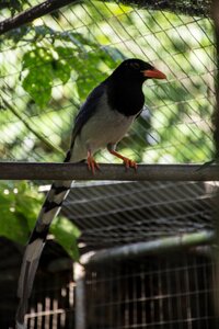 Animals dove parrot photo