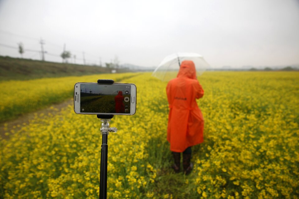 Rapeseed field sejong city non